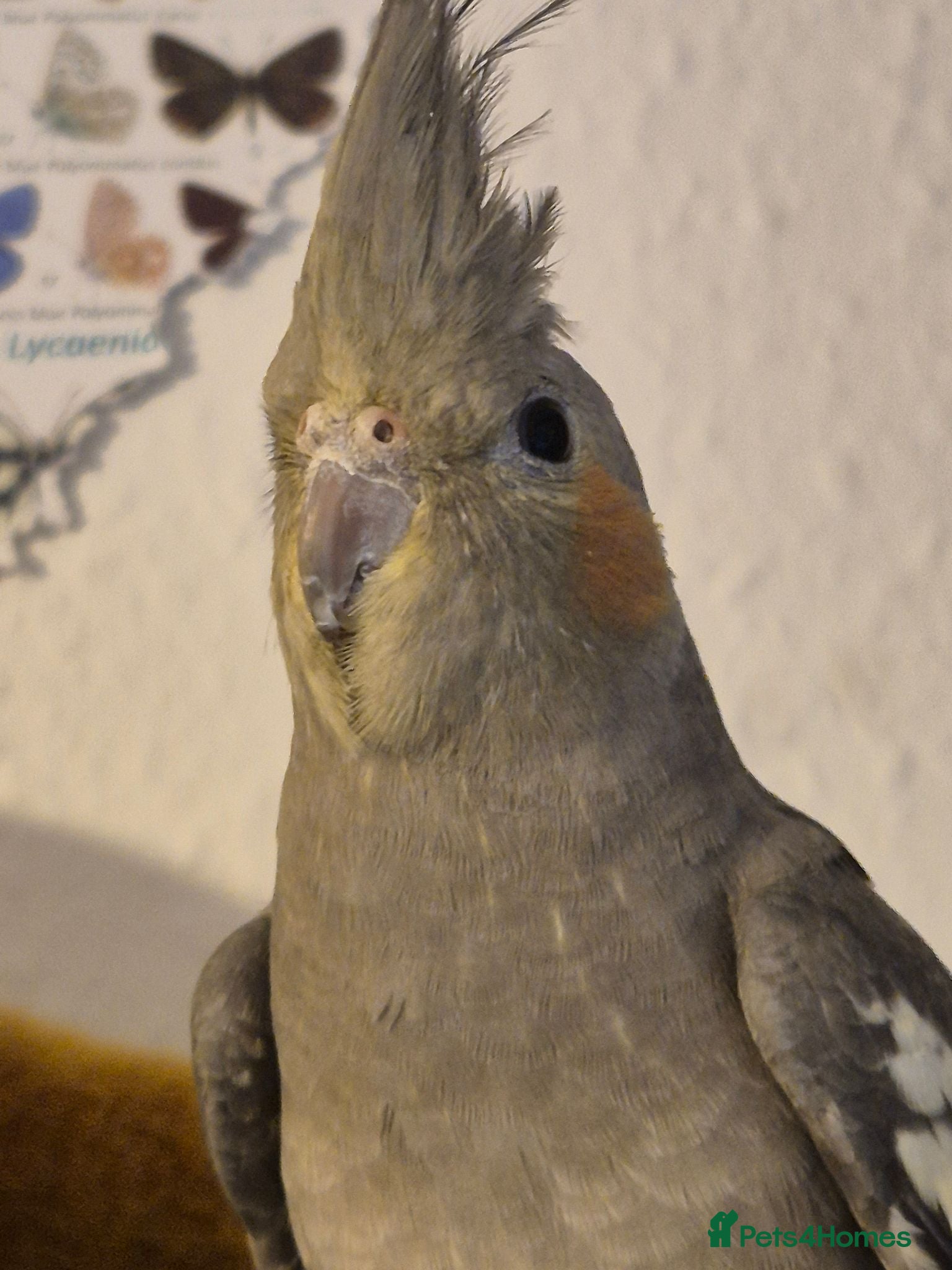 Cockatiels birds Handtame Cockatiel  - Advert 4