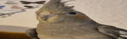 Cockatiels birds for sale: Handtame Cockatiel  - Advert 1