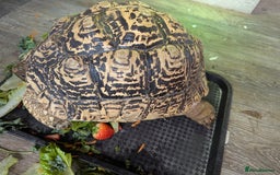 Tortoise reptiles for sale: Breeding pr leopard tortoises. 24 yrs old. Gravid - Image 6
