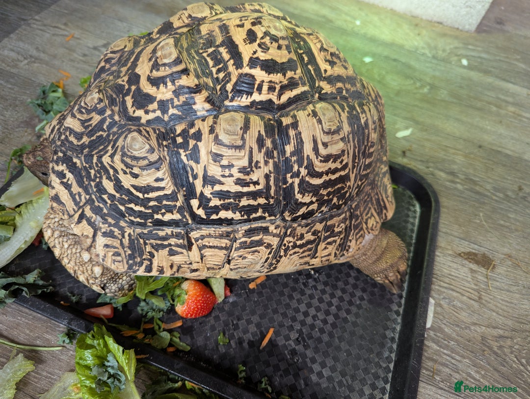 Tortoise reptiles for sale: Breeding pr leopard tortoises. 24 yrs old. Gravid - Image 6