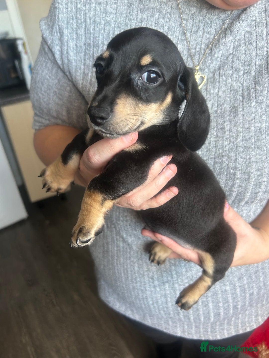 Miniature Dachshund dogs for sale: Miniature dachshund - Advert 19