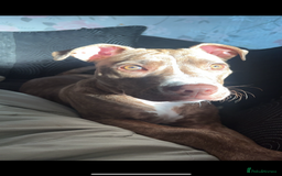 Staffordshire Bull Terrier dogs for sale: Beautiful staffie girl - Image 3