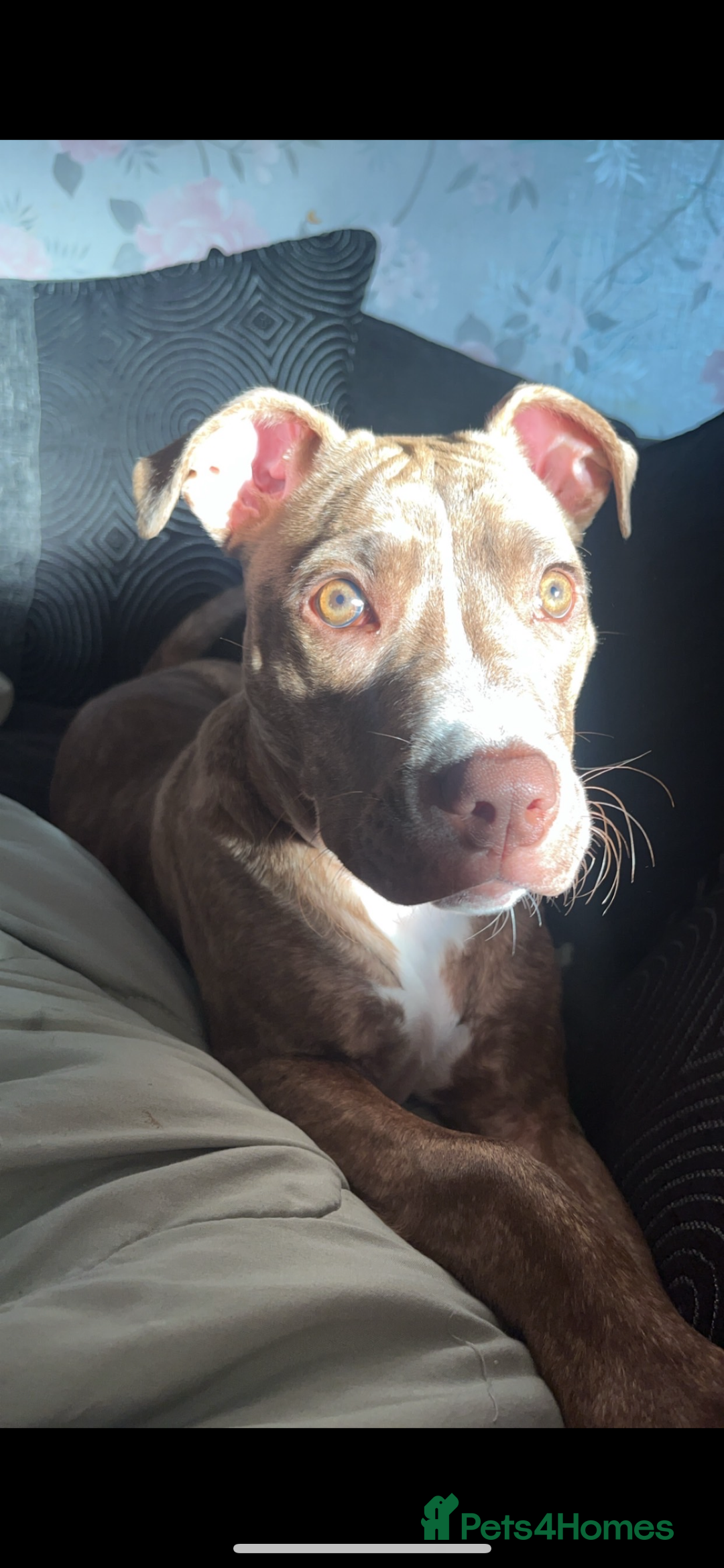 Staffordshire Bull Terrier dogs for sale: Beautiful staffie girl - Image 3