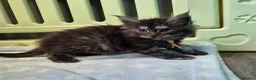 Maine Coon cats for sale: Tica active registered  - Advert 3