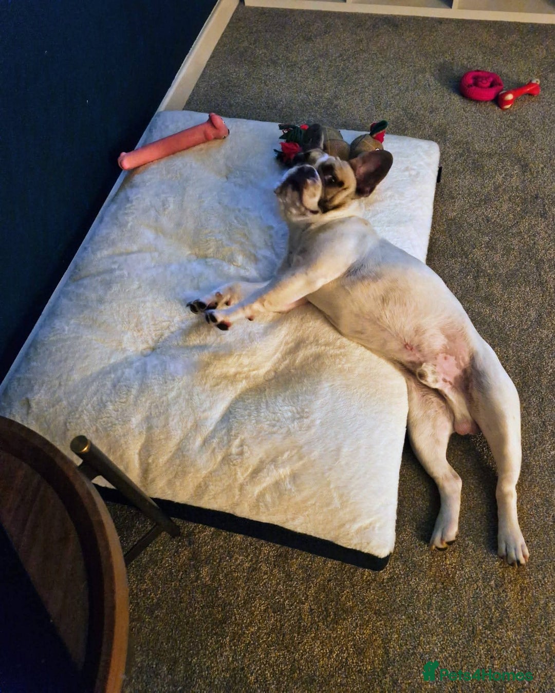 French Bulldog dogs for sale: 8 month old male Frenchie  - Advert 4