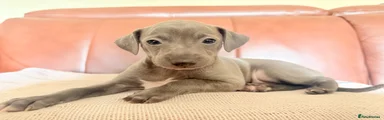 Italian Greyhound 2