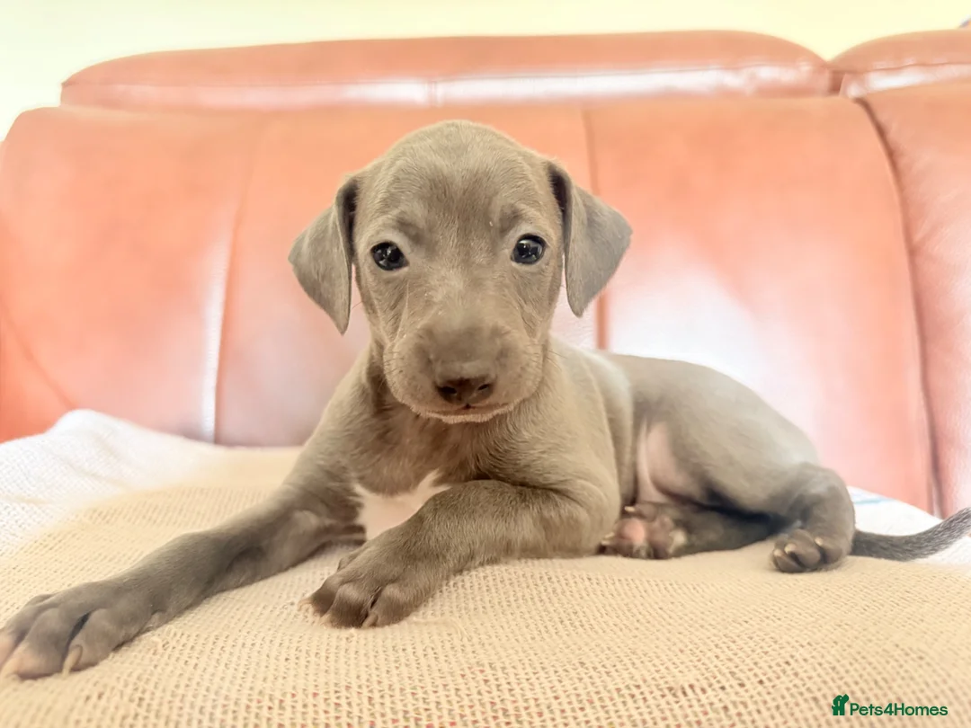 Italian Greyhound dogs for sale: Italian Greyhound KC  – Blue Girl & Fawn Boys - Advert 20