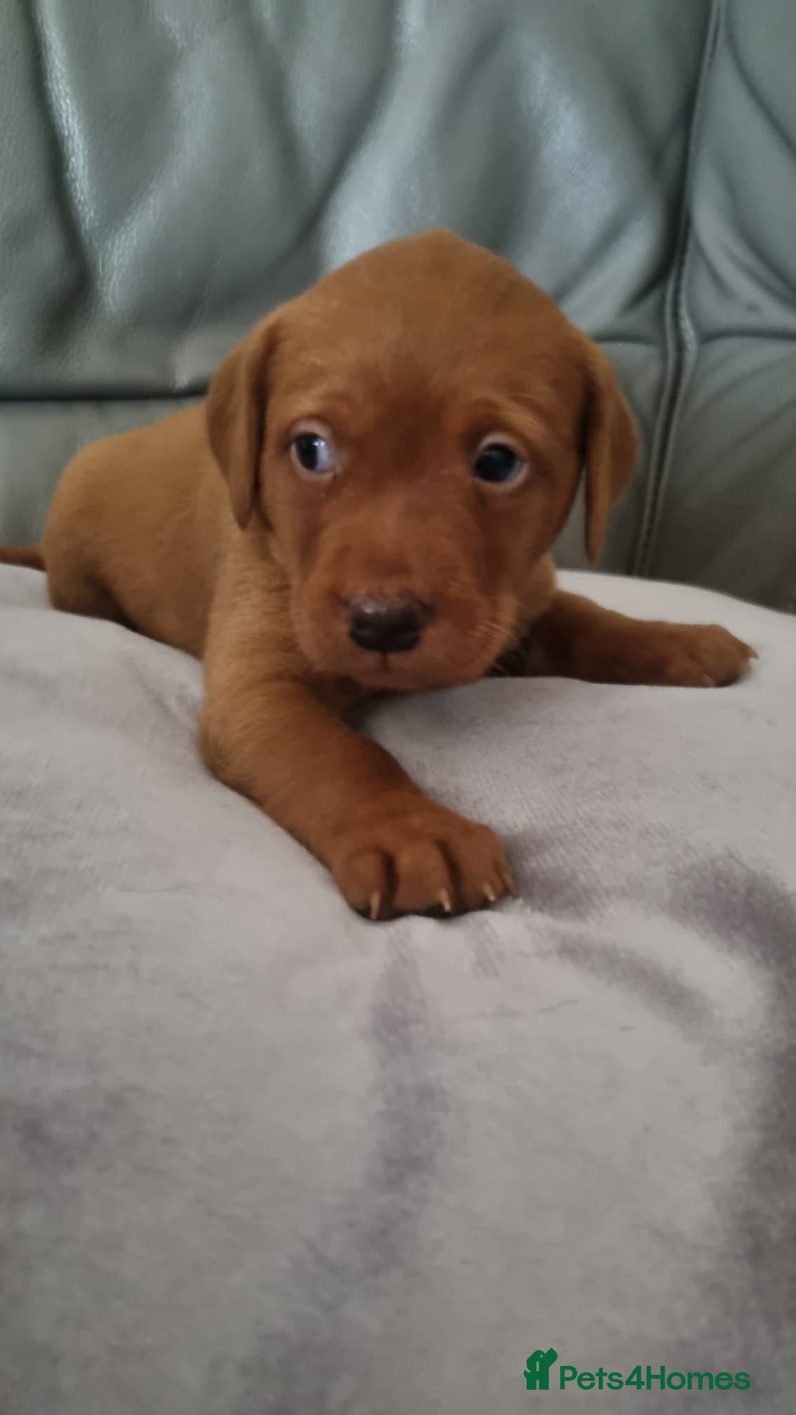 Labrador Retriever dogs Stunning dark fox red Labradors - Advert 1