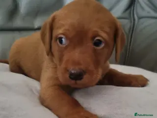 Labrador Retriever dogs Stunning dark fox red Labradors - Advert 1