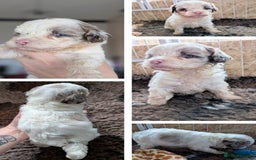 Bordoodle dogs for sale: Toy Bordoodles ❤️ - 1 girl available - Image 1