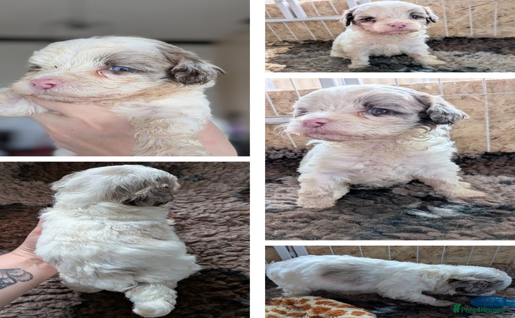 Bordoodle dogs - Advert 2