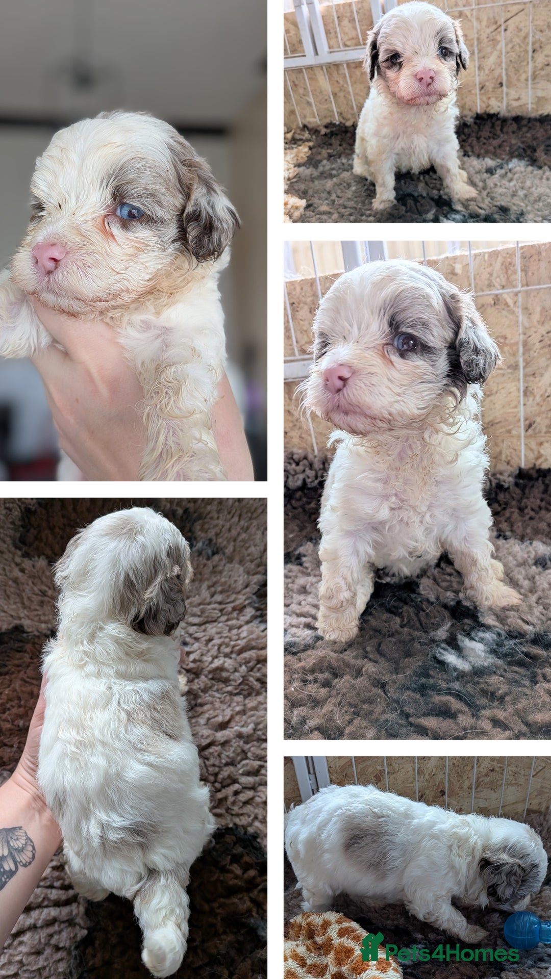 Bordoodle dogs for sale: Toy Bordoodles ❤️ - 1 girl available - Image 1