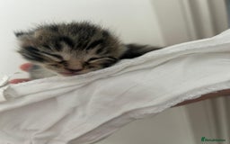 Mixed Breed cats for sale: 3 Beautiful Tabby Kittens  - Advert 3