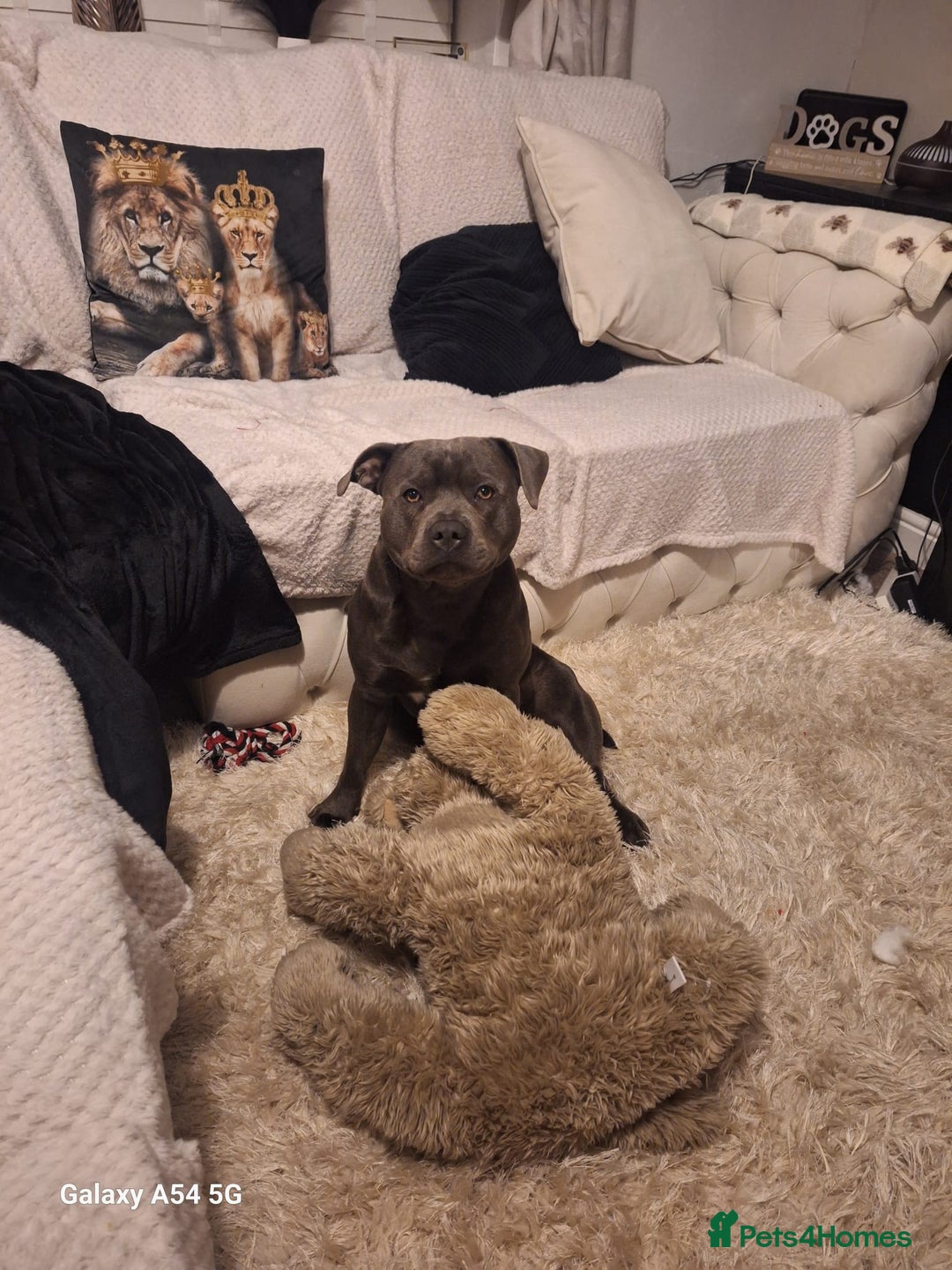 Staffordshire Bull Terrier dogs for stud: **FOR STUD** KC REGISTERED BLUE STAFF BULL TERRIOR - Advert 23