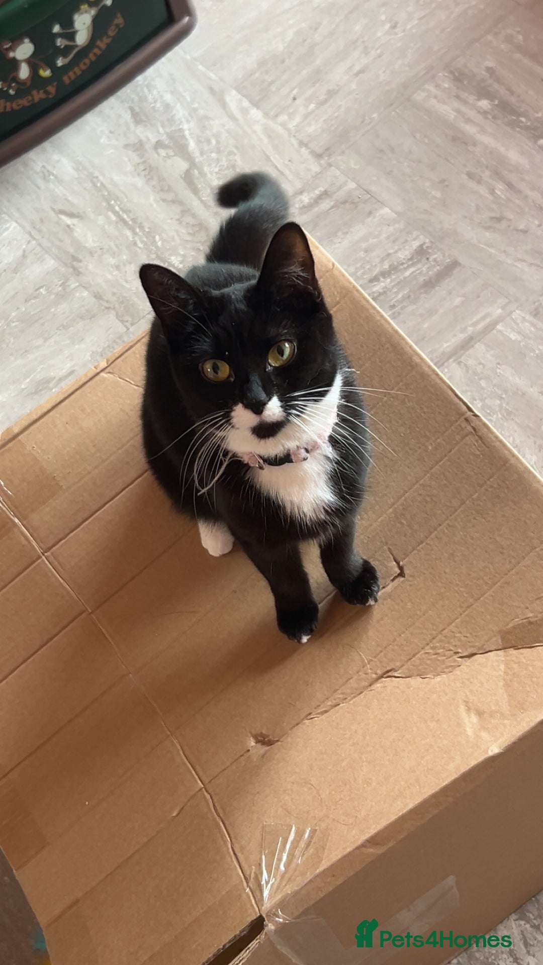 Mixed Breed cats for sale: Female cat  - Advert 1