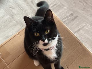 Mixed Breed cats Female cat - Advert 5