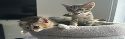 Mixed Breed cats for sale: 4 Gorgeous tabby kittens, 2 with white features - Advert 11