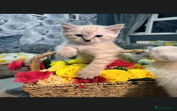 Mixed Breed cats for sale: Male kitten - Image 3