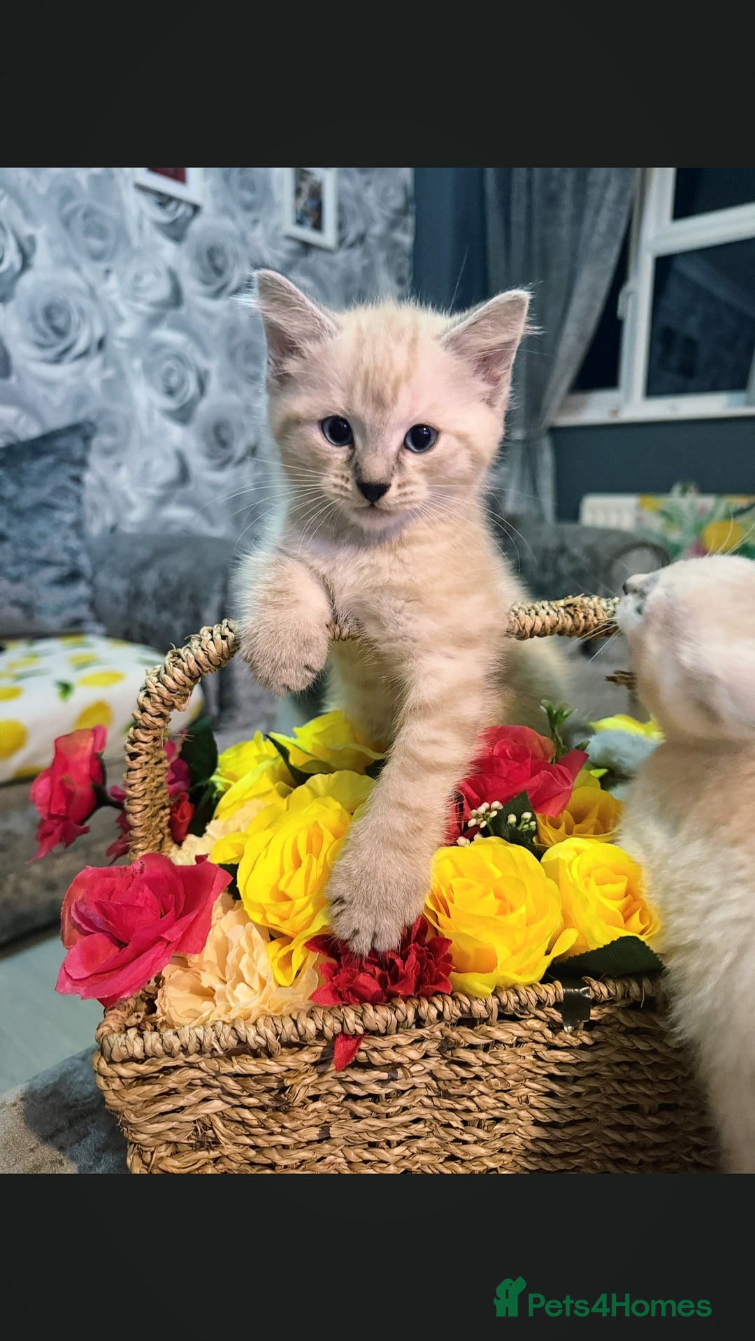 Mixed Breed cats for sale: Male kitten - Image 3