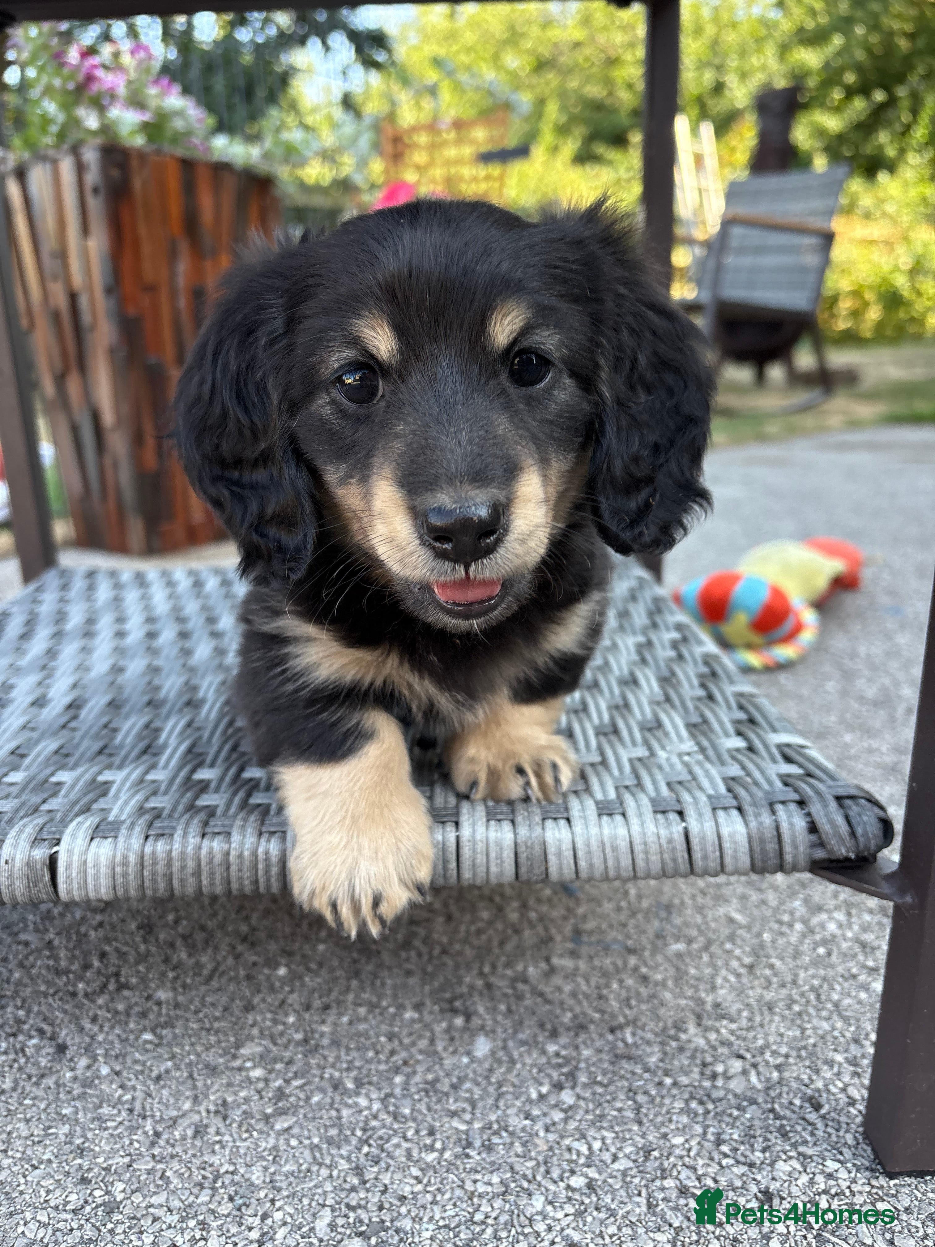 Miniature Dachshund dogs Stunning long haired miniature dachshunds  - Advert 6