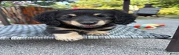 Miniature Dachshund dogs for sale: Stunning long haired miniature dachshunds  - Advert 1