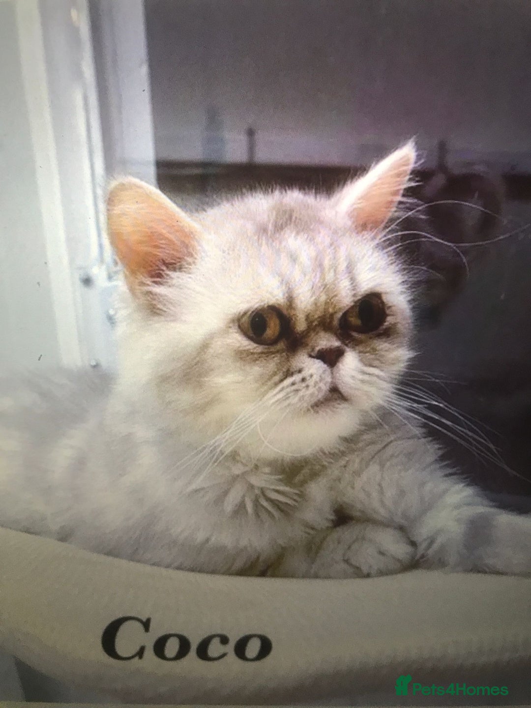 Mixed Breed cats for adoption: COCO - UNUSUAL EXOTIC MIX PERSIAN SPAYED GIRL - Advert 1