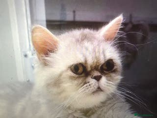 Mixed Breed cats COCO - UNUSUAL EXOTIC MIX PERSIAN SPAYED GIRL - Advert 1