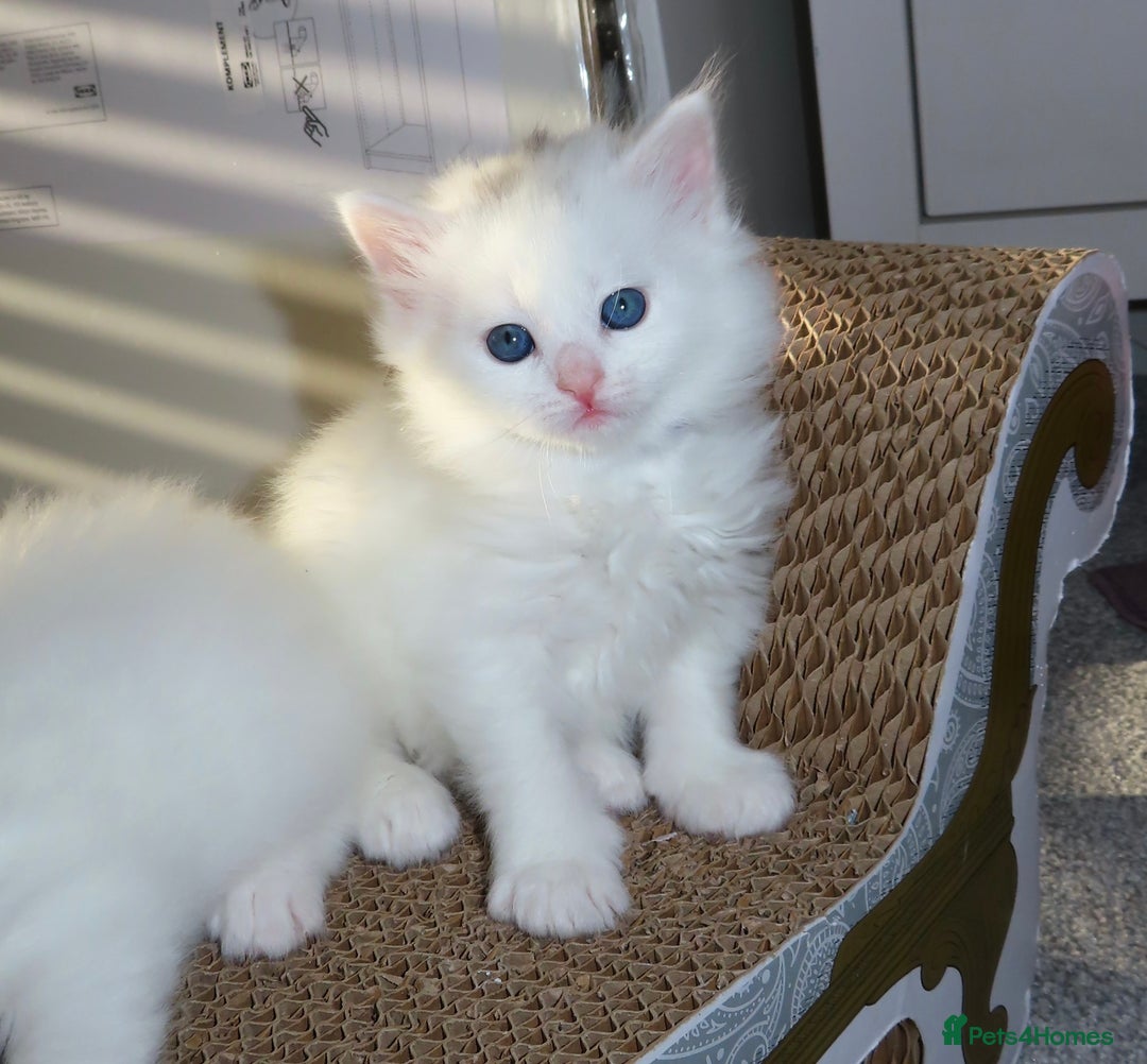 Siberian cats for sale: Little Fluffy Hypoallergenic Siberian Babies 🐾 - Advert 3