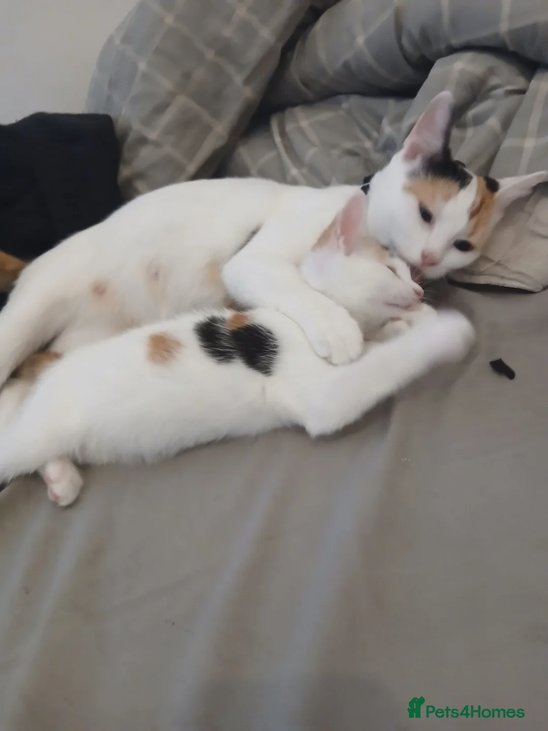 Mixed Breed cats for sale: Female 9 week old kitten ,ready now in Oldbury - Advert 2