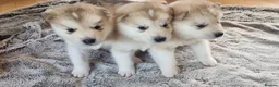 Alaskan Malamute dogs for sale: Alaskan Malamute Puppies – Loving Family Raised in Craven Arms - Advert 3