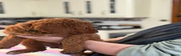 Australian Labradoodle dogs for sale: *reduced**  health checked Australian labradoodles - Advert 36