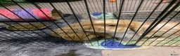 Mini Lop rabbits for sale: Miss Stacey Shaw in Ellesmere Port - Advert 3