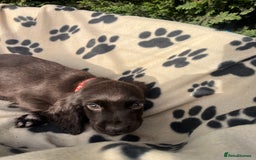 Cocker Spaniel dogs for sale: 5 beautiful cocker spaniels  - Advert 6