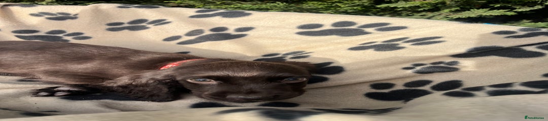 Cocker Spaniel Puppy 5