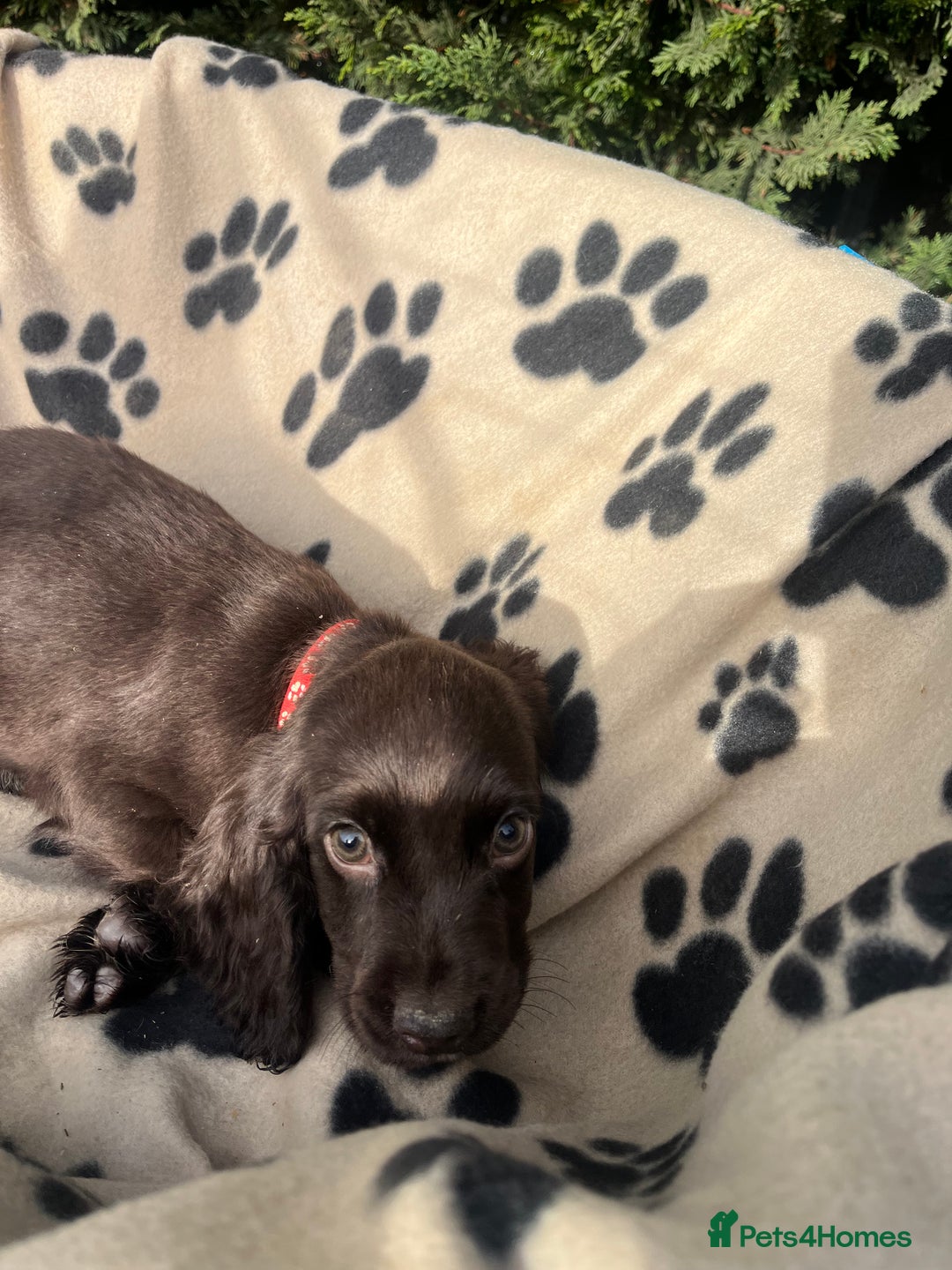 Cocker Spaniel dogs for sale: 5 beautiful cocker spaniels  - Advert 6