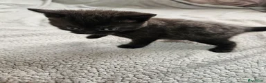 British Shorthair 1