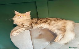 Maine Coon cats for sale: *READY* Stunning Tica Maine Coons - Image 13