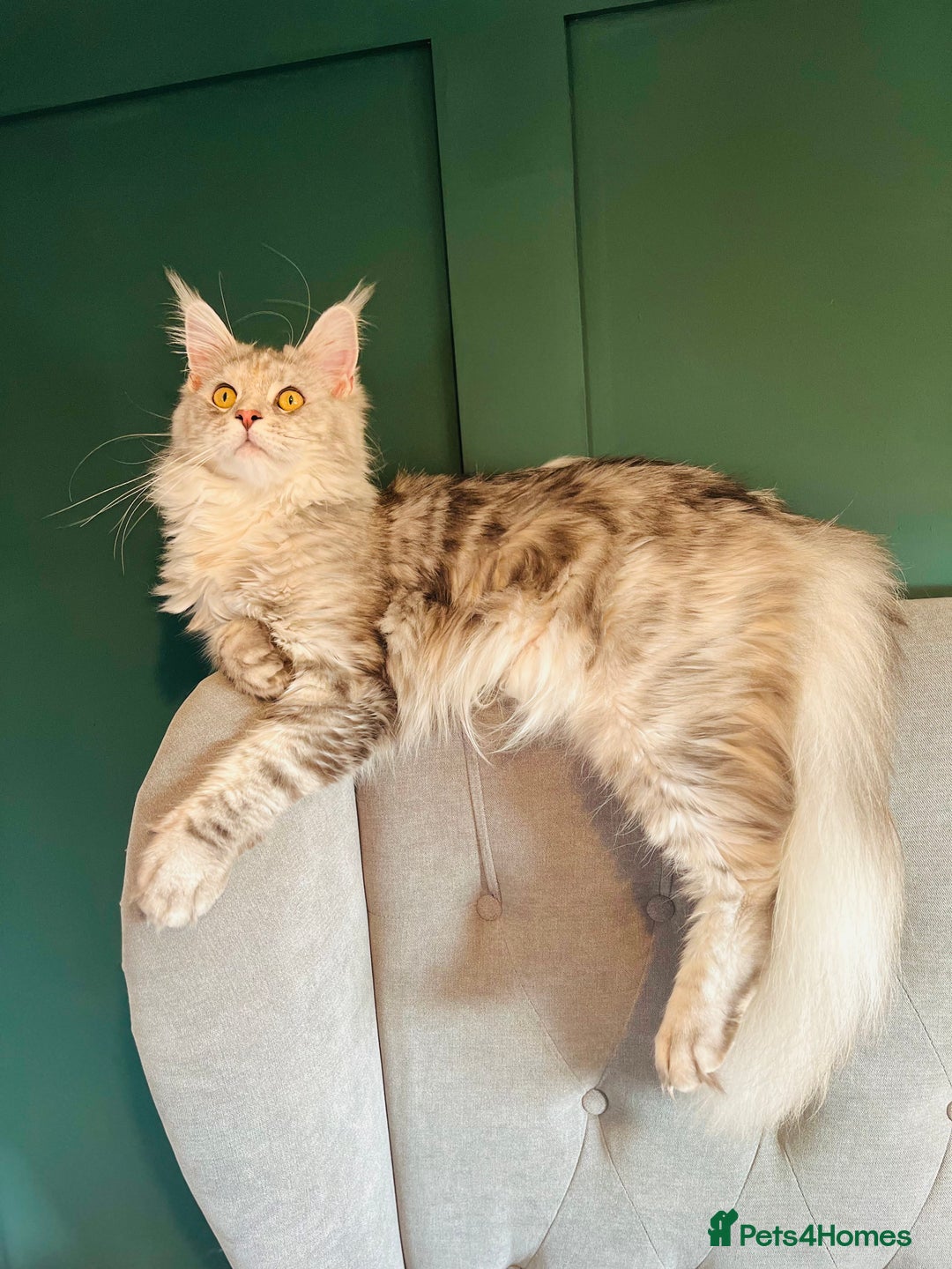 Maine Coon cats for sale: *READY* Stunning Tica Maine Coons - Image 13