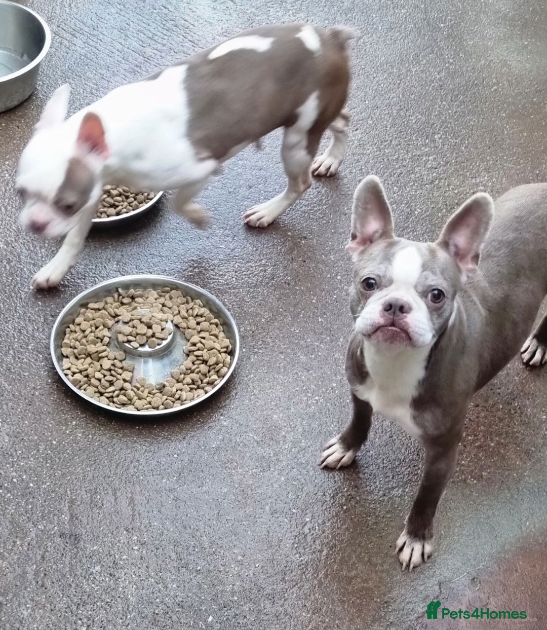 Boston Terrier dogs for sale: Retired Mommy Boston Terrier - Advert 3