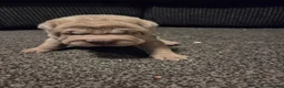 Shar Pei dogs for sale: 5 Shar peis in Hull - Advert 6
