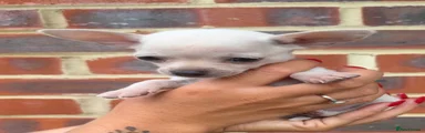 Chihuahua 6