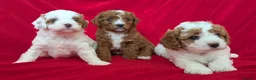Cavapoo dogs for sale: All puppies reserved. - Advert 31