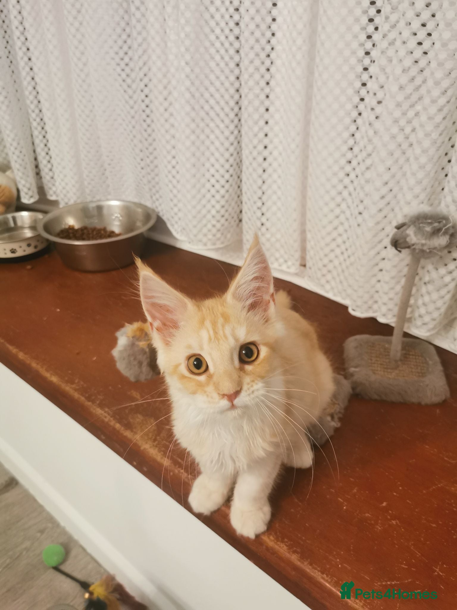 Maine Coon cats Maine coon kittens available.  - Advert 2