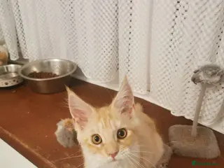 Maine Coon cats Maine coon kittens available. - Advert 2