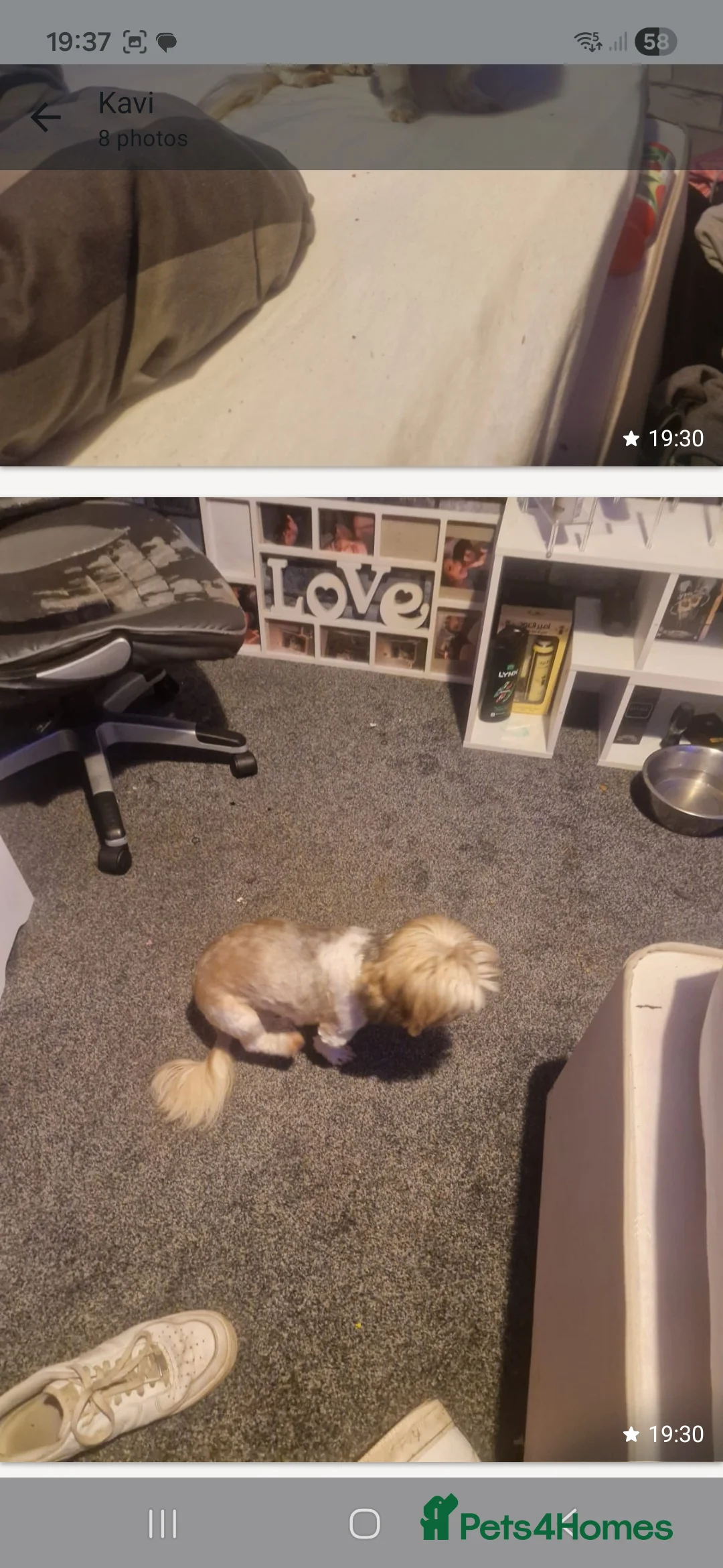 Shih Tzu dogs for sale: Female - Advert 2