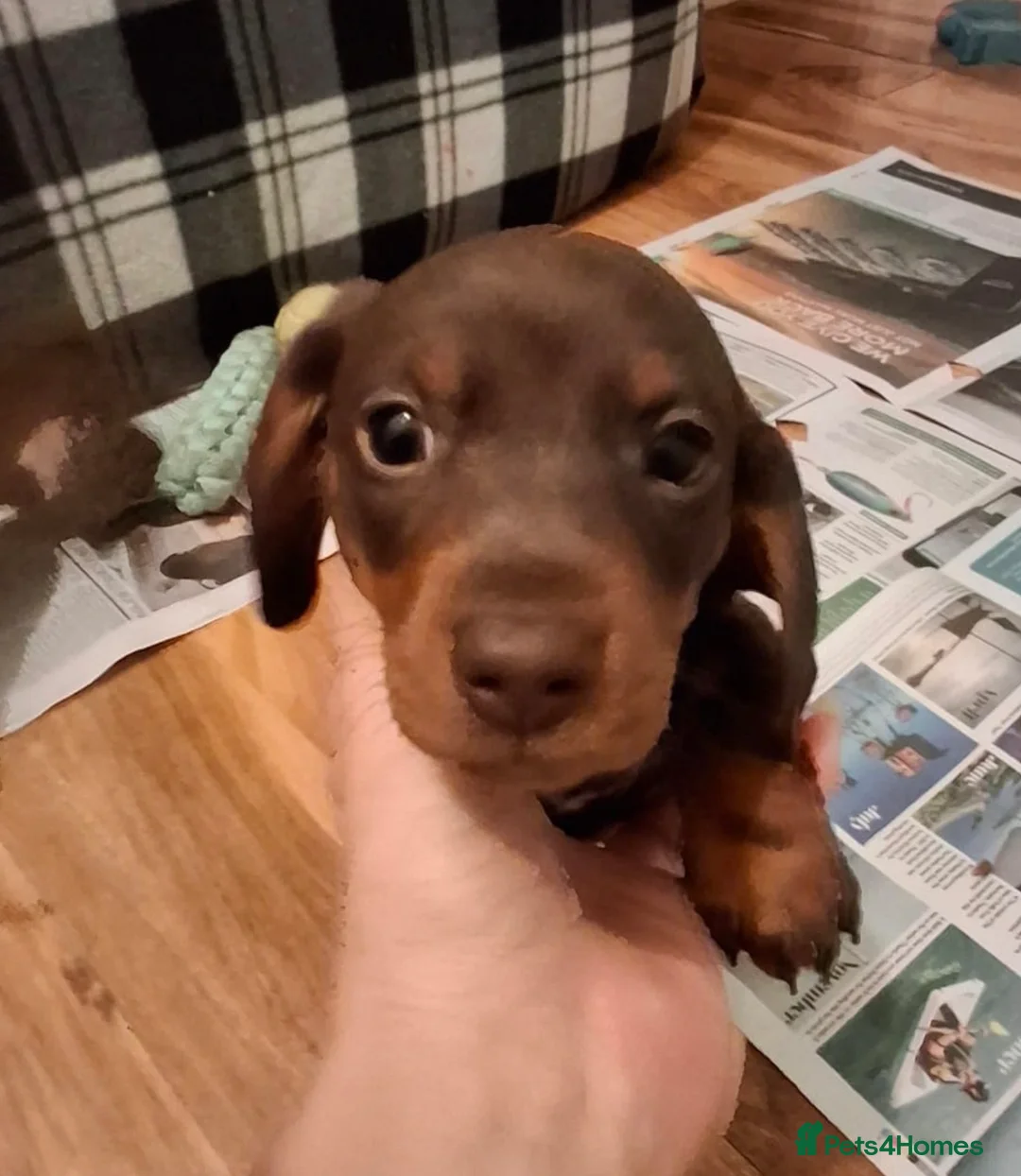 Miniature Dachshund dogs for sale:  3 chocolate and tan miniature dachshund pups  - Advert 2