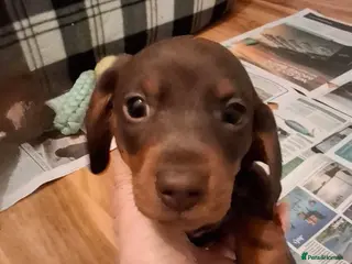 Miniature Dachshund dogs 3 chocolate and tan miniature dachshund pups - Advert 1