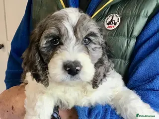 Cockapoo dogs LAST 2 STUNNING PUPS..COCKAPOO - Advert 4