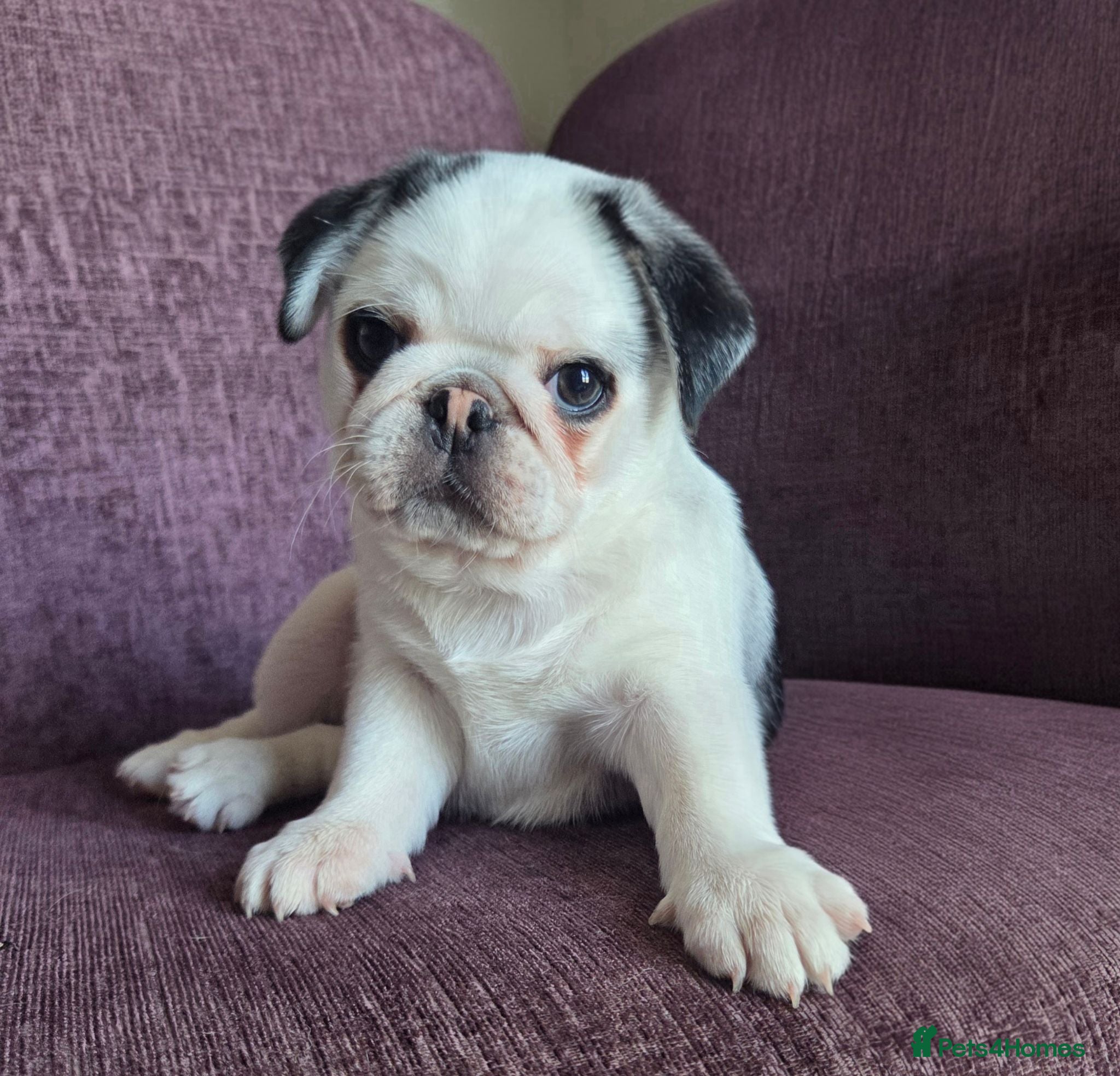 Pug dogs KC Pedigree 5⭐️ stunning Boy Pug - Advert 2