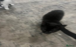 Scottish Fold cats for sale: Scottish fold X kittens for sale  - Image 6